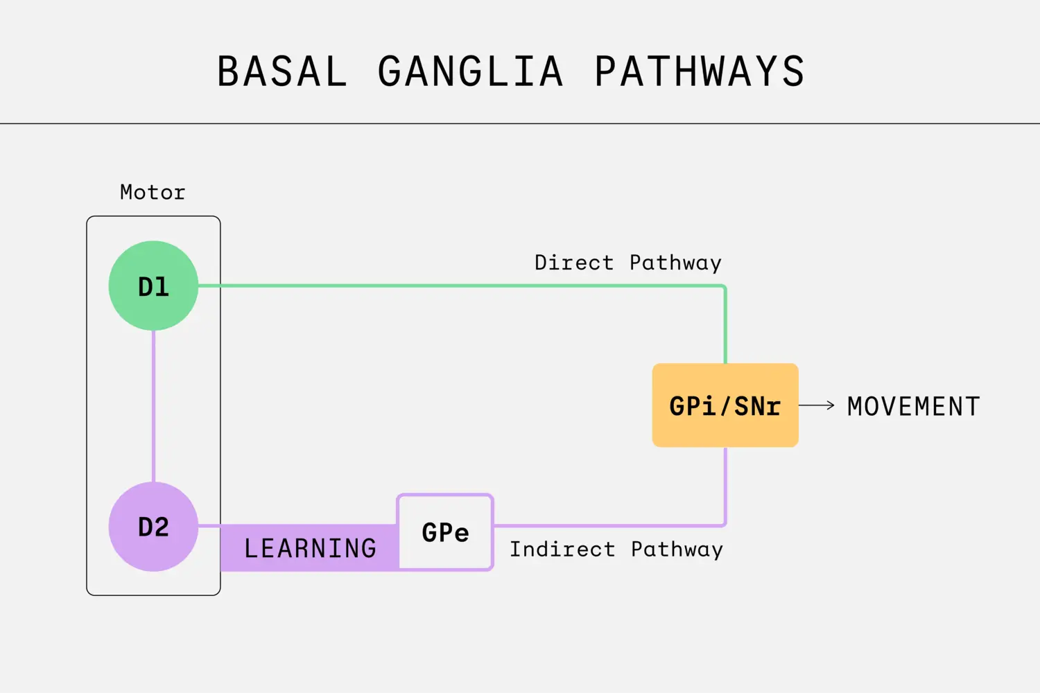 Graphic shows pathways in the basal ganglia