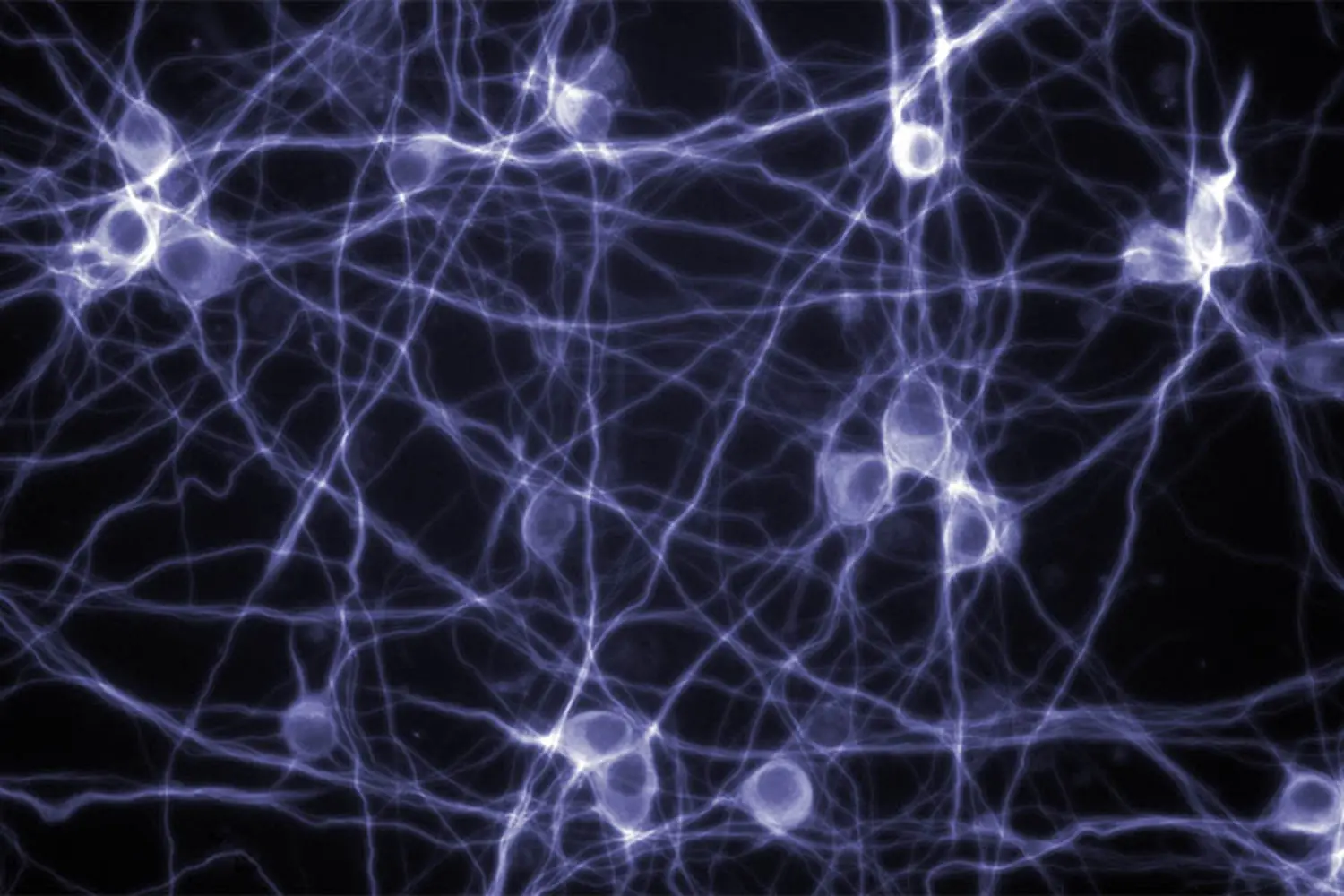 neuron-modeling-900x600-min.jpg
