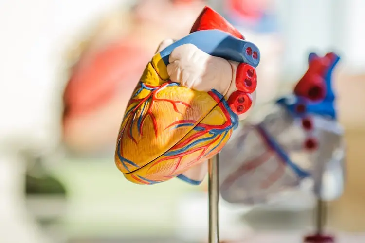 heart-tissue-engineering-900x600-min.jpg