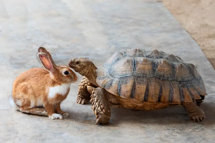 a hare and a tortoise have a conversation on a road