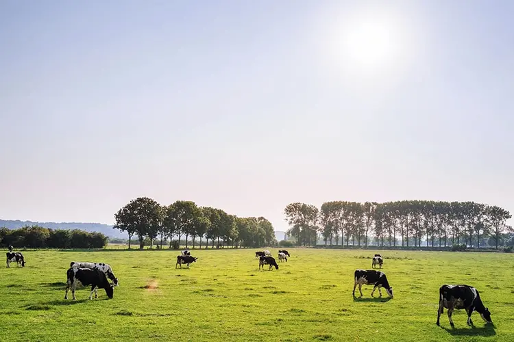 Cows grazing in a large green field under a blue sky.