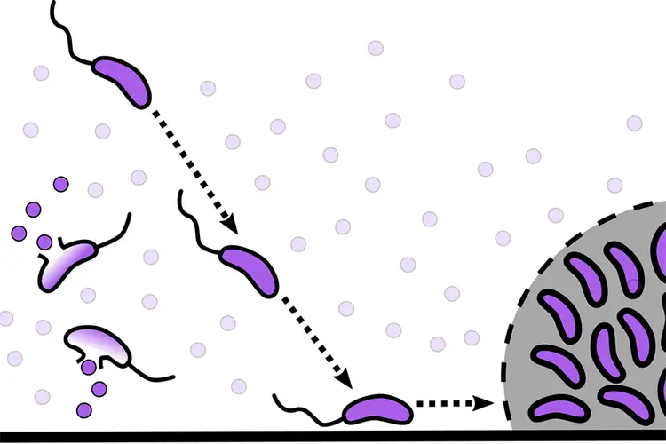 When V. cholerae sense the death or injury of any bacteria in the Vibrio genus, they clump together to form a protective biofilm.