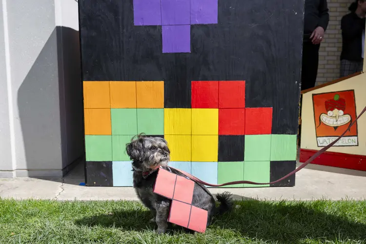 Small dog wears a Tetris costume.