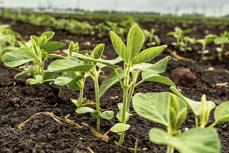 Soy plants