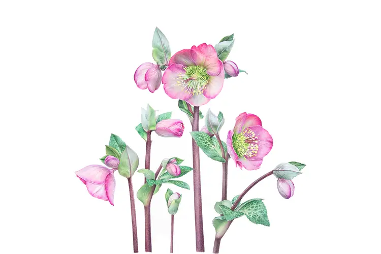 A drawing of a pink flower.