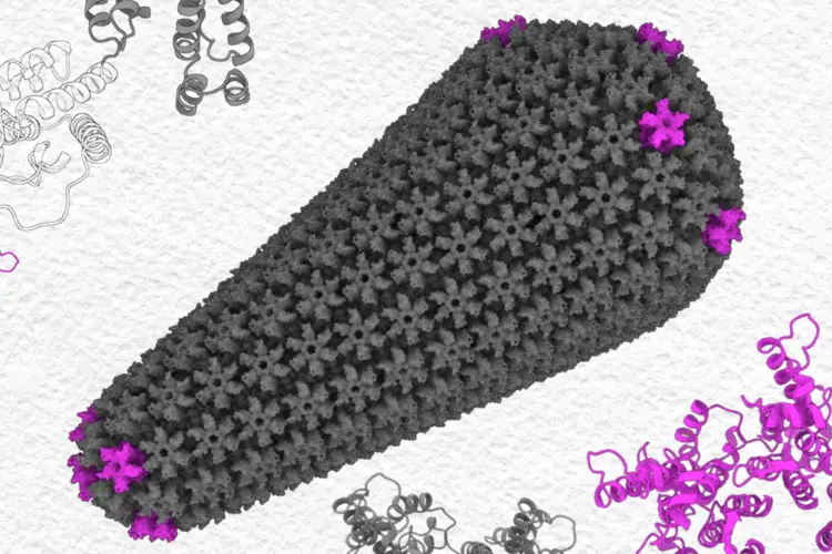 HIV-1 capsid protein in the dimer form (left), in pentamer and hexamer (center), and in the assembled capsid (right). 