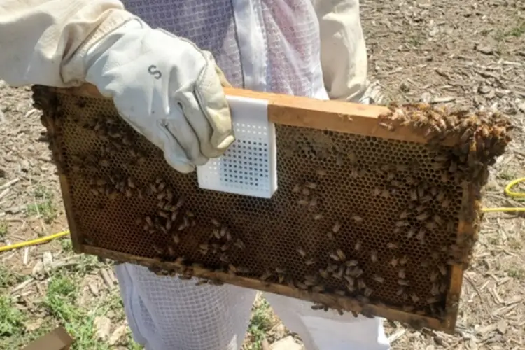 A beekeeper holding bees. 