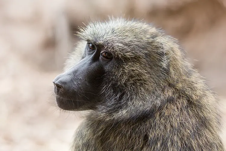 An olive baboon featured in the research study