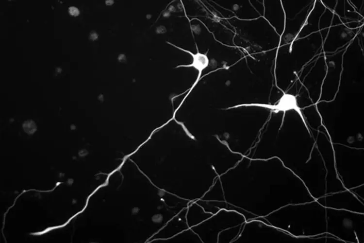 neuron-modeling-slideshow-01-min.jpg