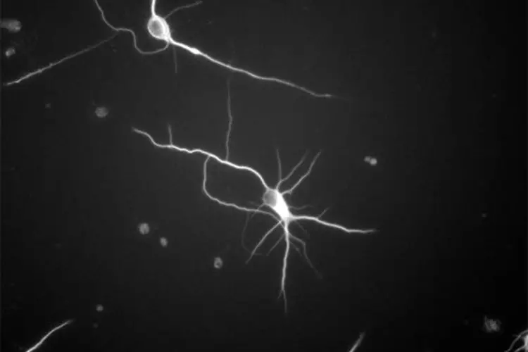 neuron-modeling-slideshow-min.jpg