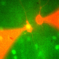 paired cell recordings