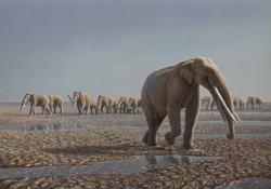 Prehistorica Elephants
