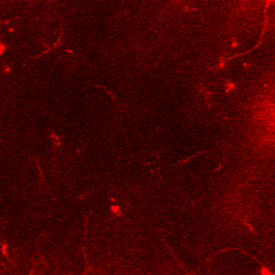 Inhibitory Neurons Animated