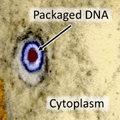 Herpes Virus