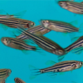 School of Fish