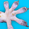 Gecko feet