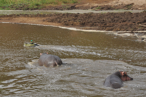 hippos