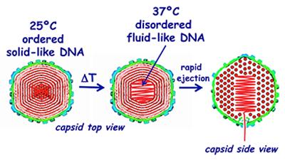 DNA image