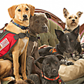 Service Dogs