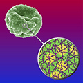 microscope image