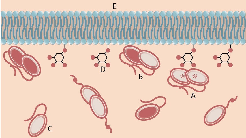 Tumor Suppressing Protein