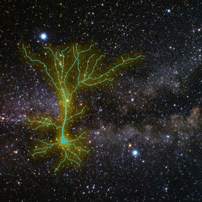 Star Trek Neuron