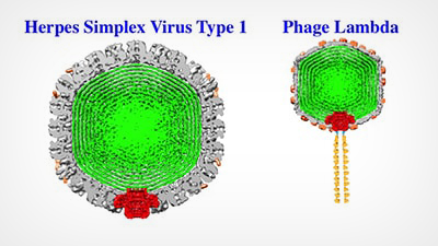 Virus's Achilles Heel