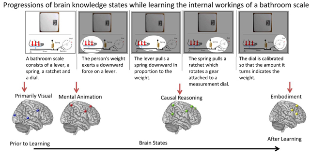 Brain Processes