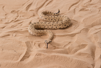 Zoo Atlanta Snake