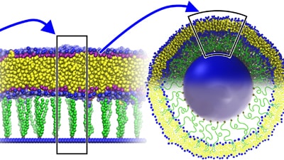 Liposome