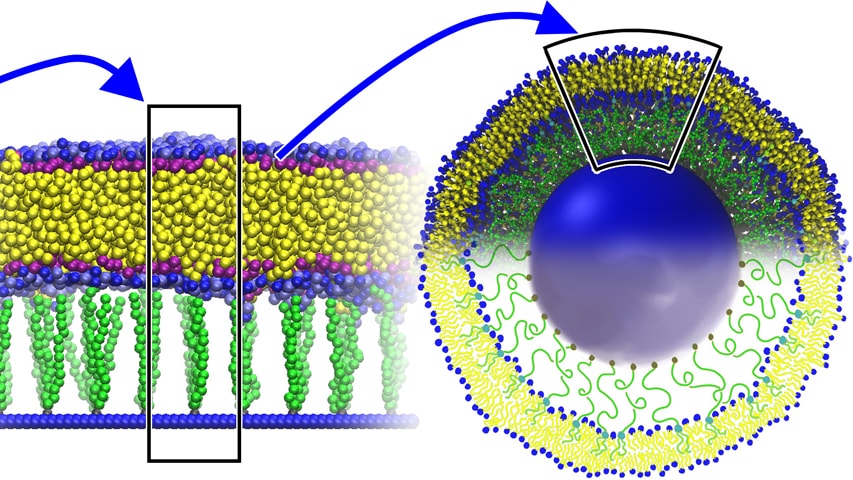 Liposome