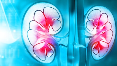 Kidneys