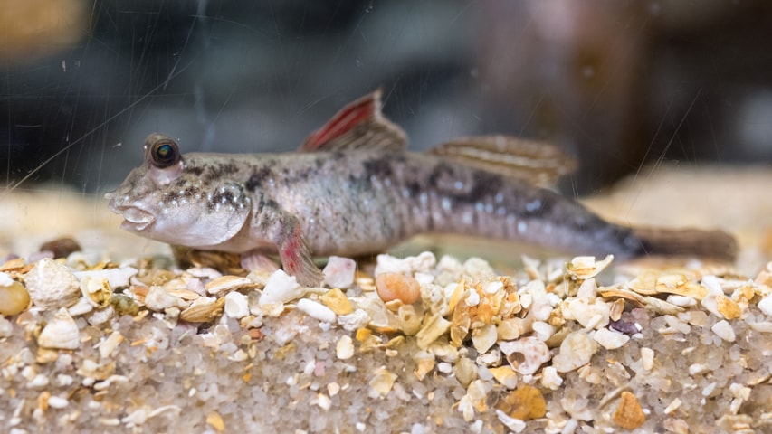 Mudskipper