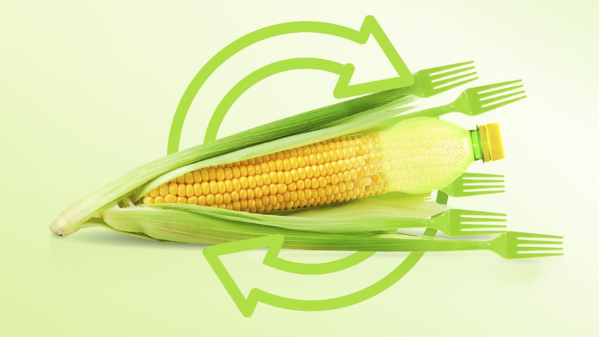Corn graphic