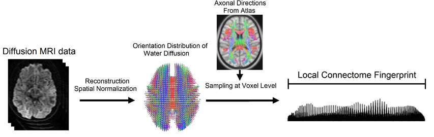 Brain Fingerprint Research