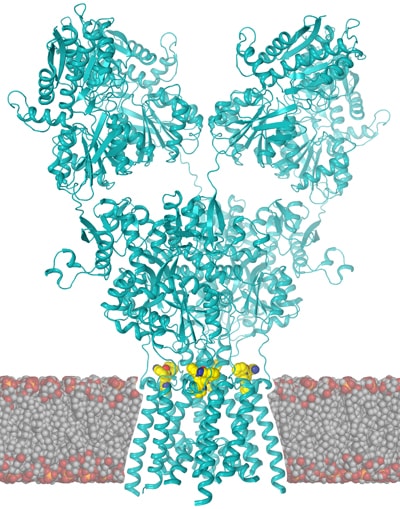 Neuron Epilepsy Figure 1