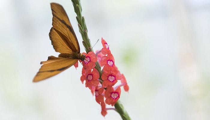 A Phipps butterfly