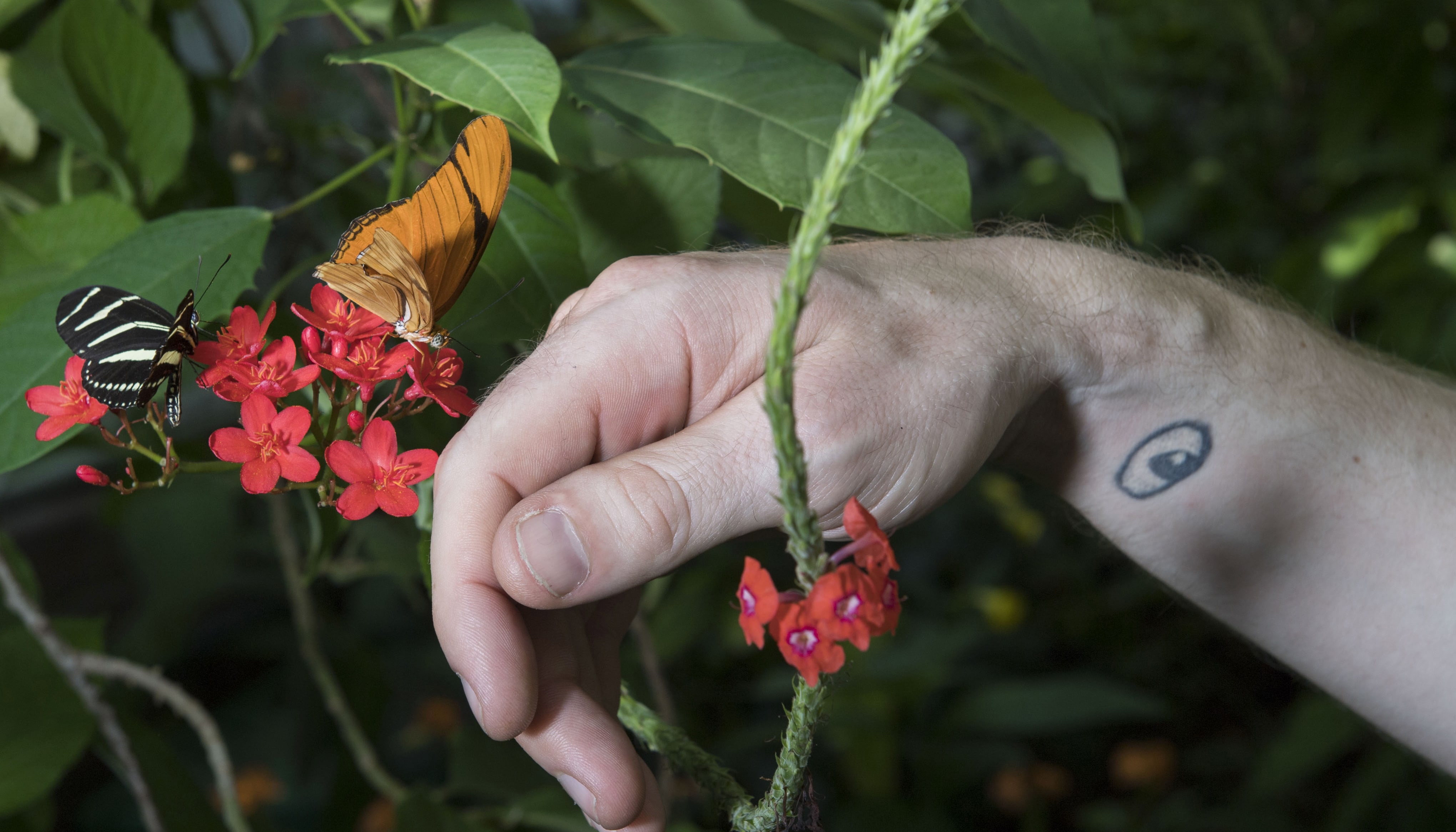 Two Phipps butteflies