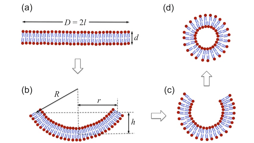 Illustration showing vesicles forming