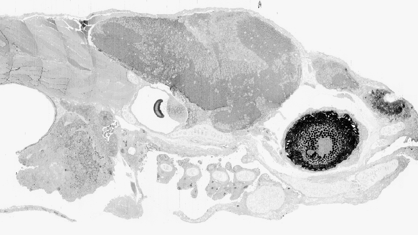 Image of a zebrafish brain and head