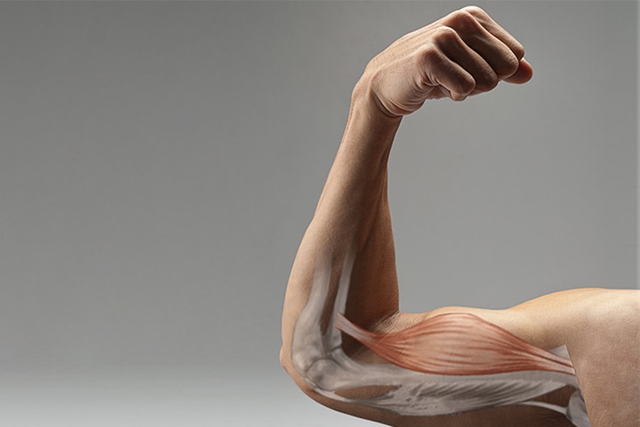 Image of a bicep