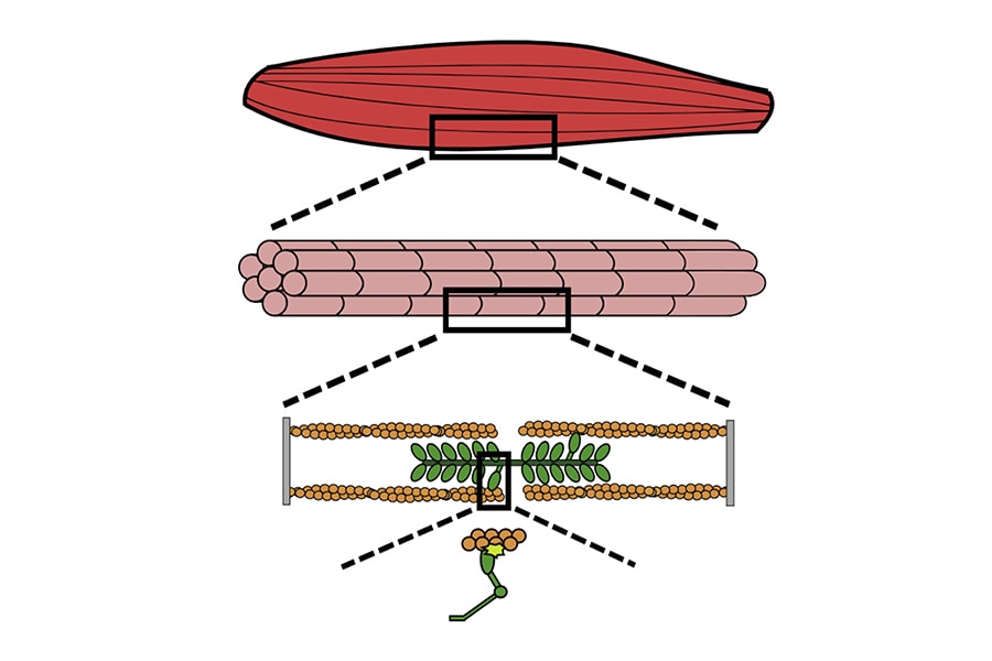 Image of a muscle myosin