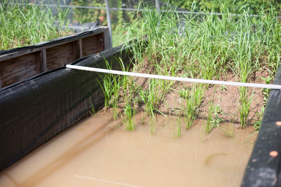 Image of mesocosm