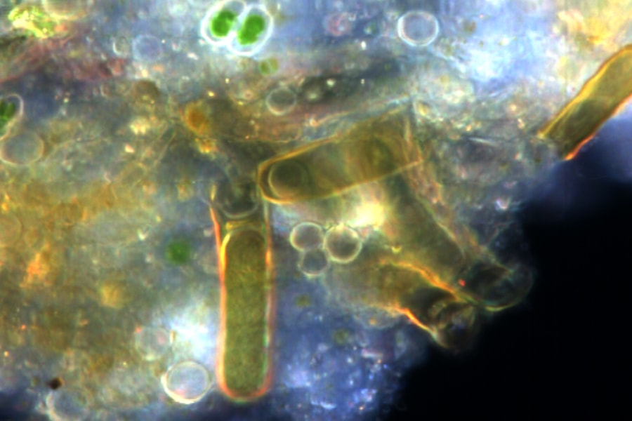 Microscopy image