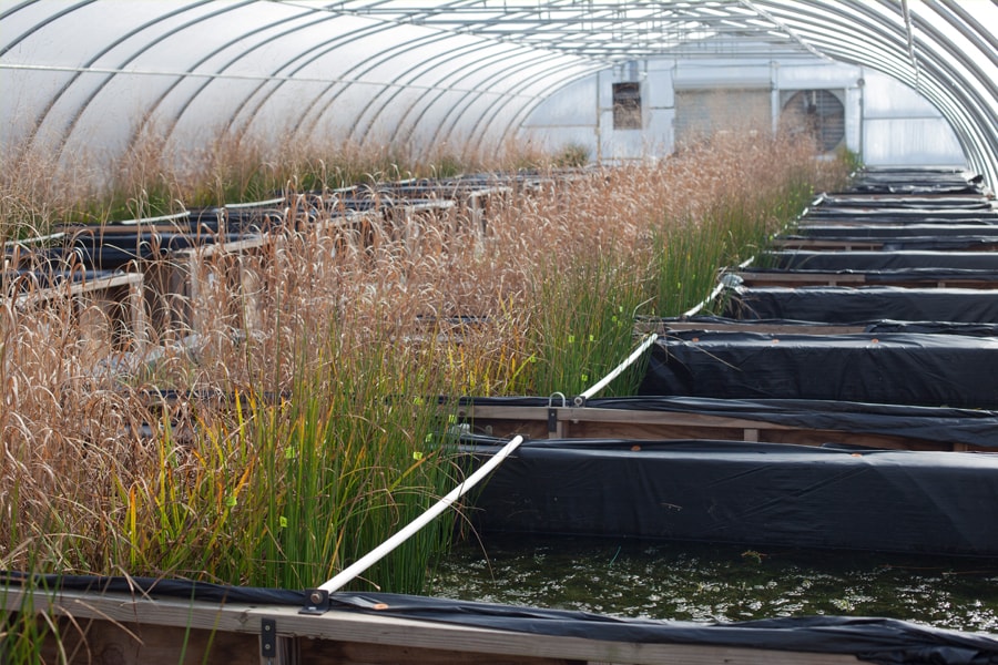 Image of mesocosm at Duke University