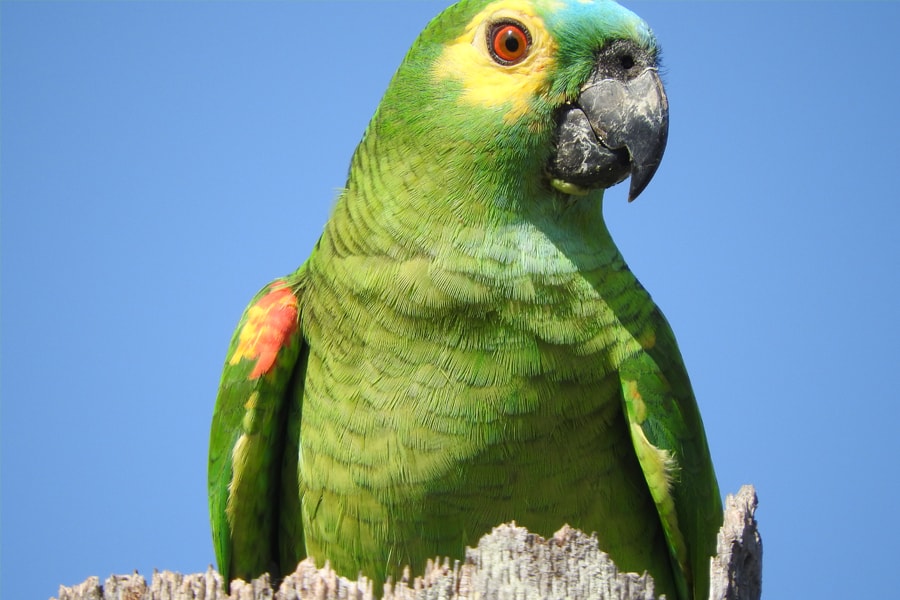Image of a parrot by Glaucia Seixas