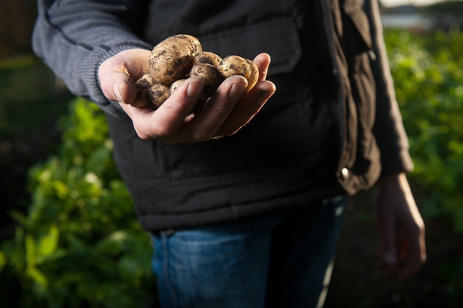 Image of hands holding a potato