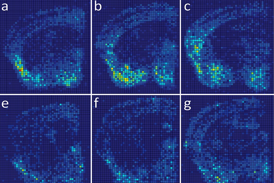 Graphic shows neurons activated in the brain of a mouse