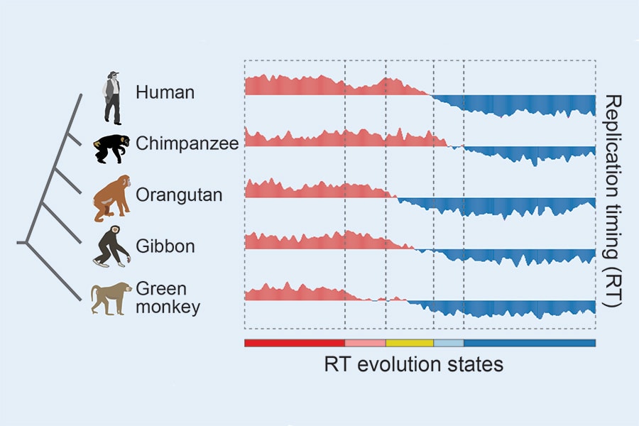 Graphic showing comparisons between five species