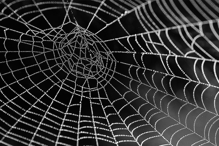 Image of spider silk